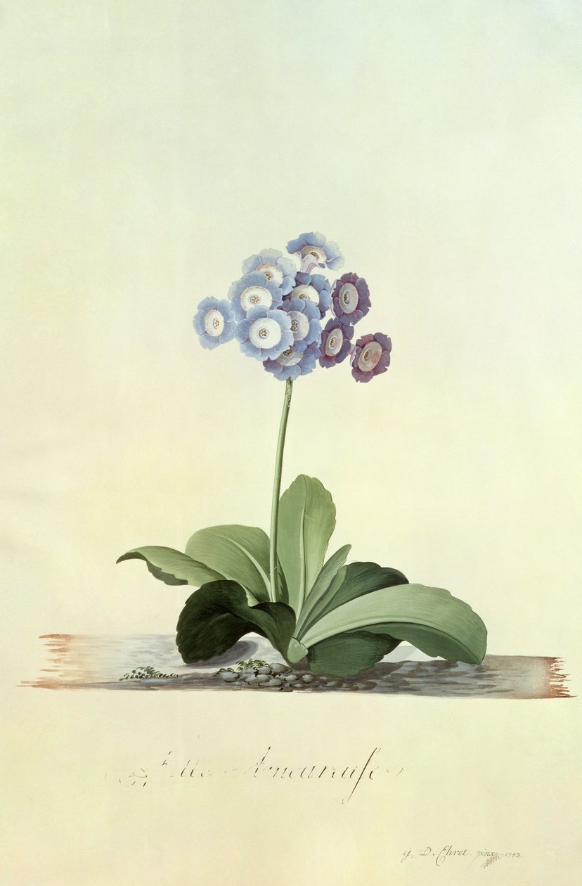 Fille Amoureuse (Auricule bleue) - Georg Dionysius Ehret