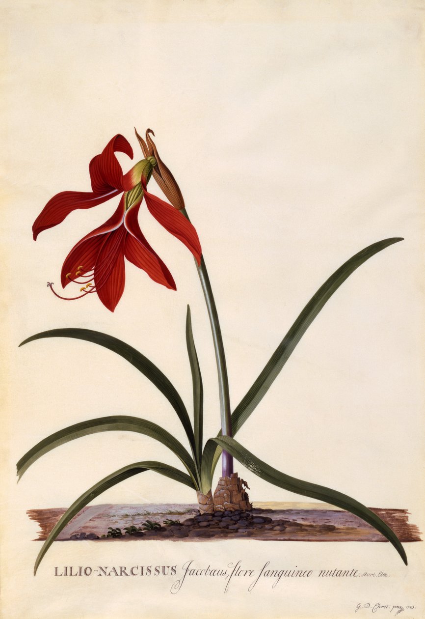 Lilio-Narcisse, Lys Jacobean, c.1743 - Georg Dionysius Ehret
