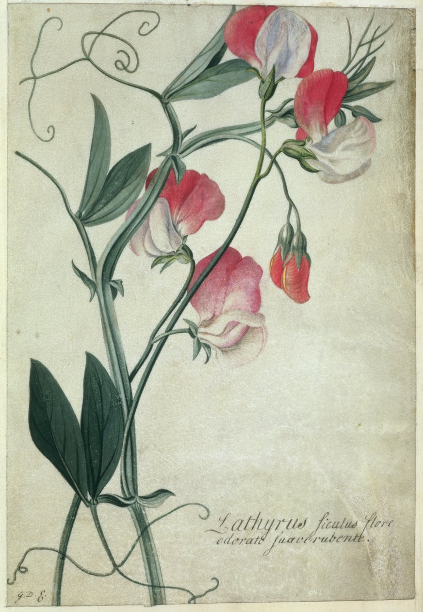 Lathyrus Siculus Flore, vers 1760-70 - Georg Dionysius Ehret
