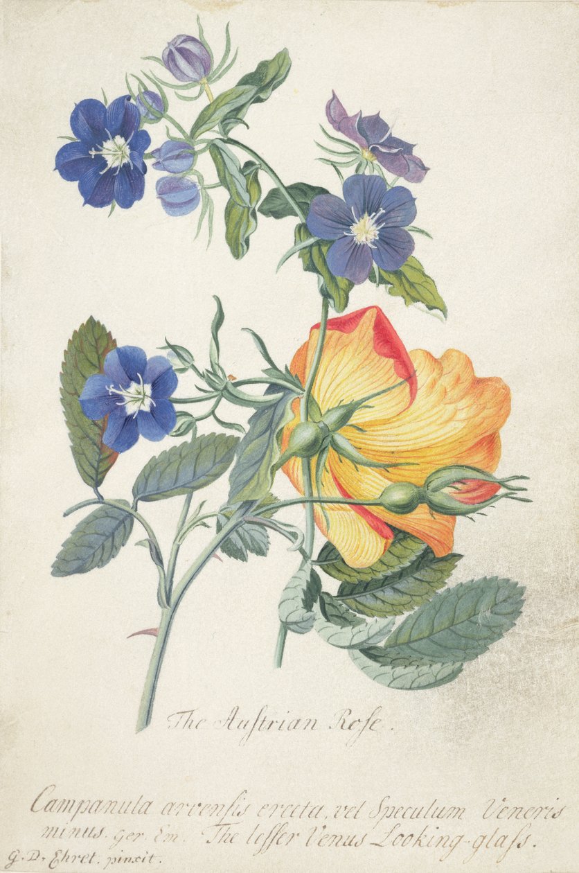 La rose autrichienne, spray entrelacé des deux espèces séparées - Georg Dionysius Ehret