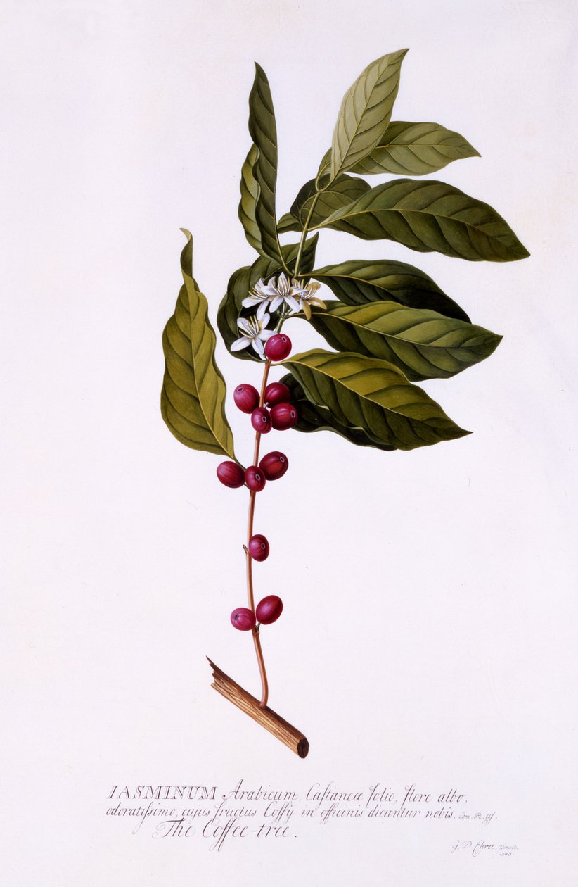Le caféier, vers 1743 - Georg Dionysius Ehret