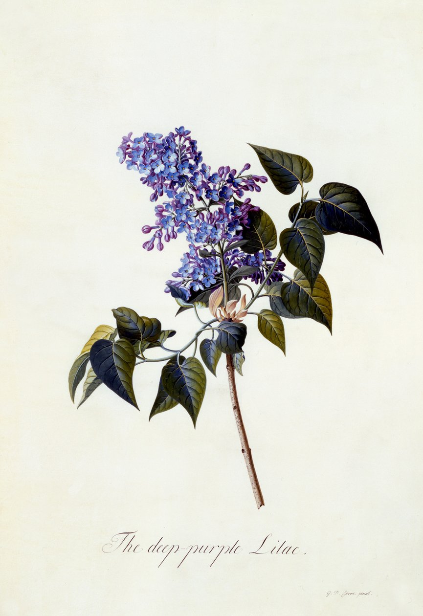 Le lilas pourpre foncé, vers 1743 - Georg Dionysius Ehret