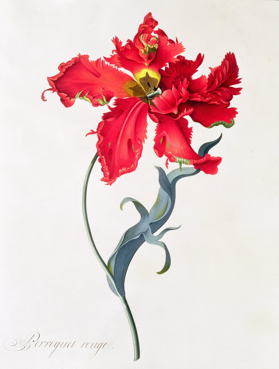 Tulipe : Perroquet Rouge - Georg Dionysius Ehret