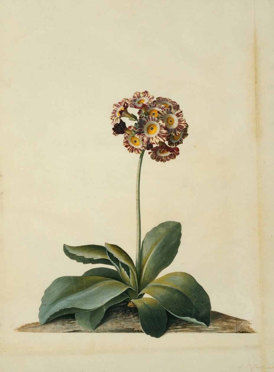 Une auricule rose panachée - Georg Dionysius Ehret