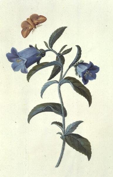 Campanule - Georg Dionysius Ehret
