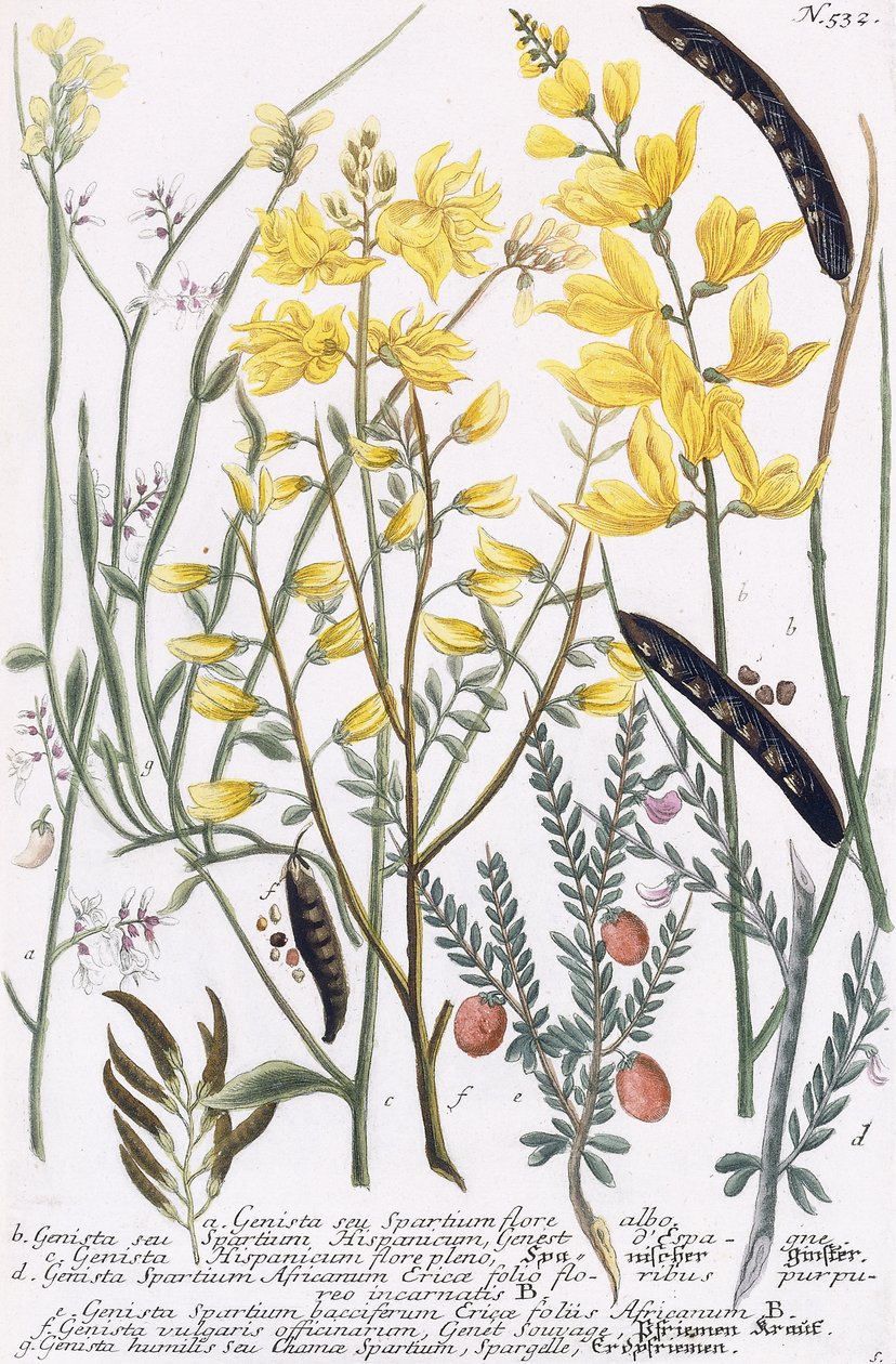 Genista - Georg Dionysius Ehret