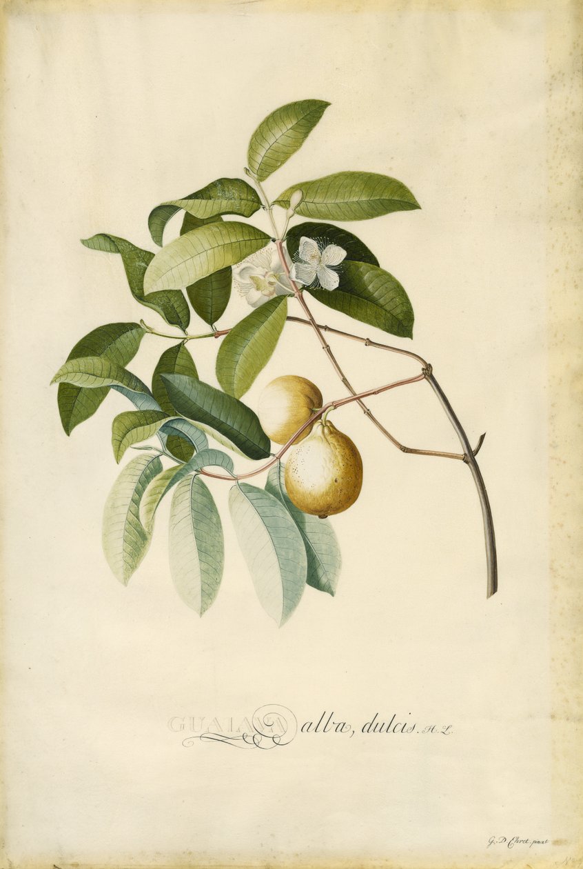 Goyave - Georg Dionysius Ehret