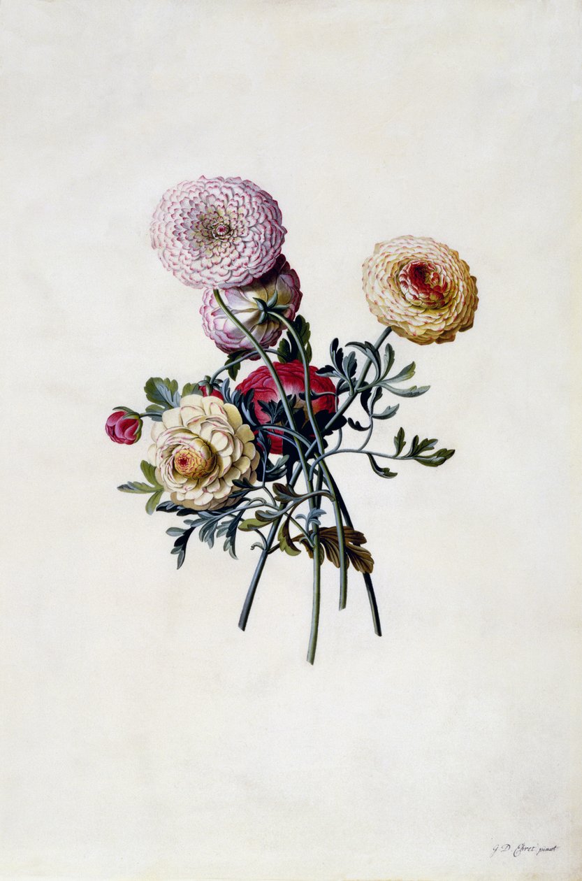 Renoncules mélangées, c.1743 - Georg Dionysius Ehret