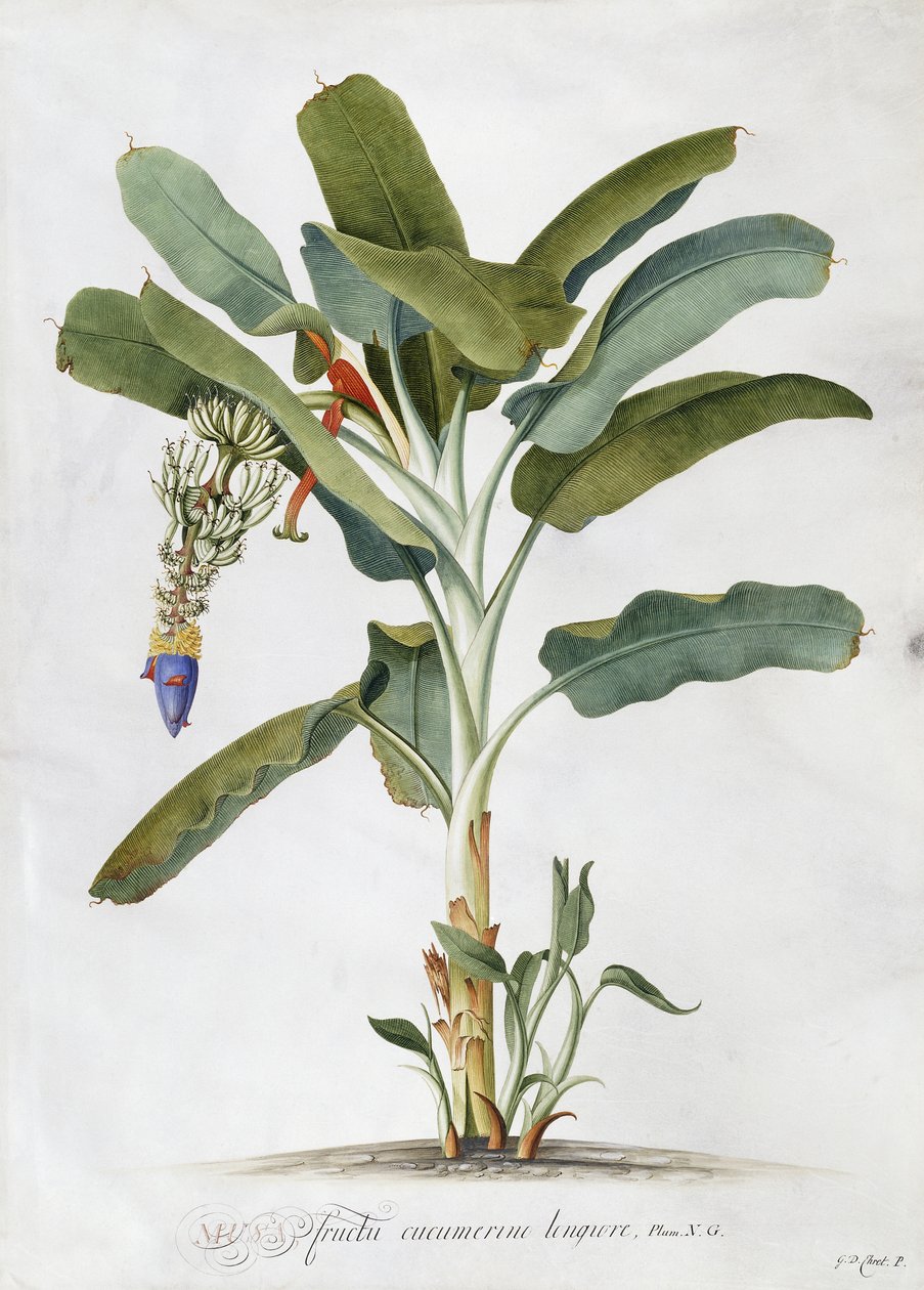 Musa - Georg Dionysius Ehret