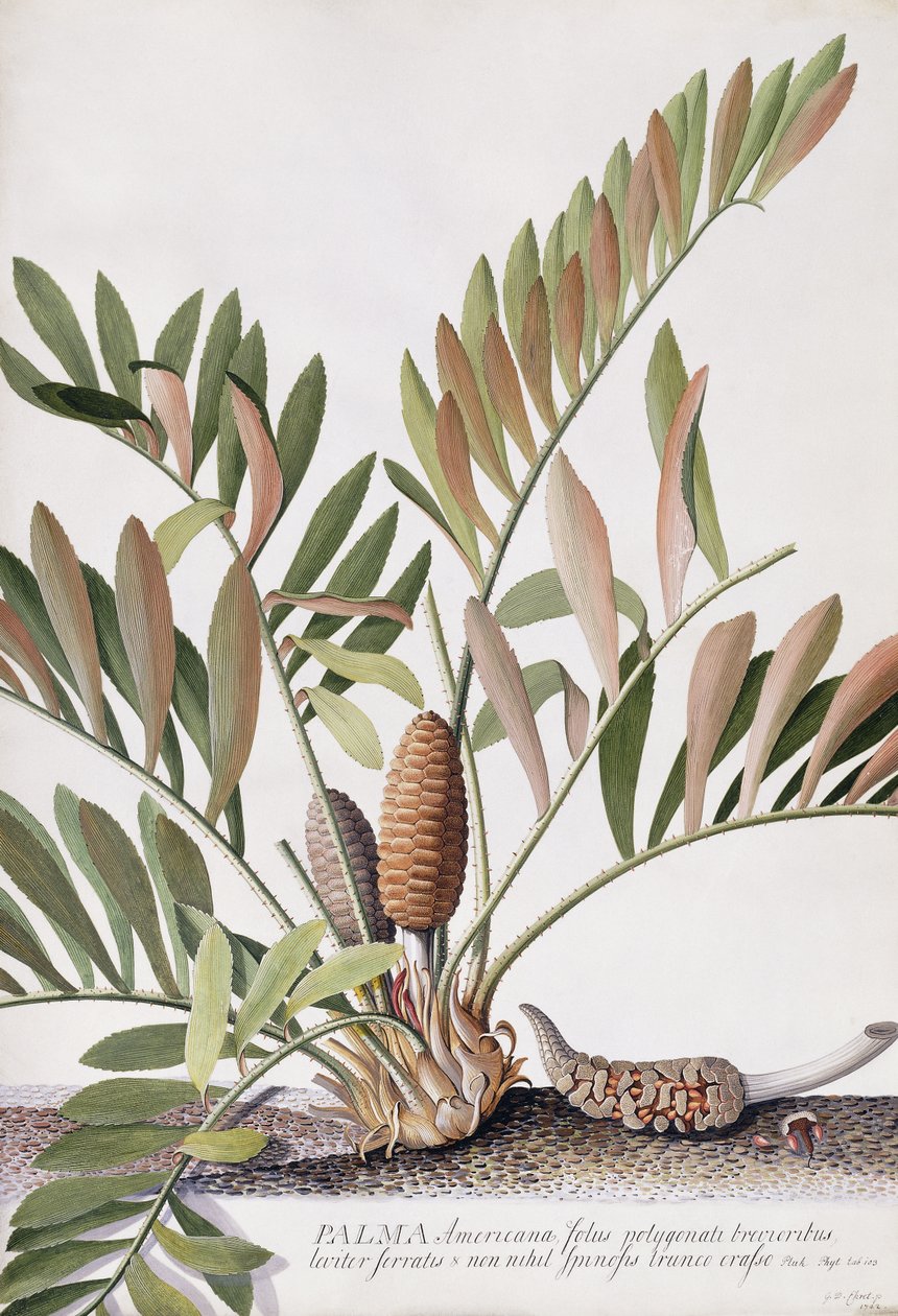 Palma Americana - Georg Dionysius Ehret