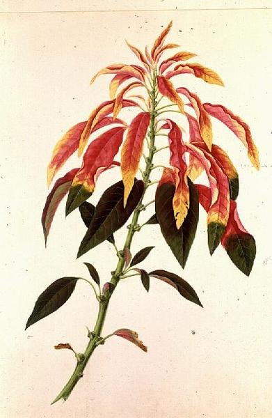 Pieris - Georg Dionysius Ehret