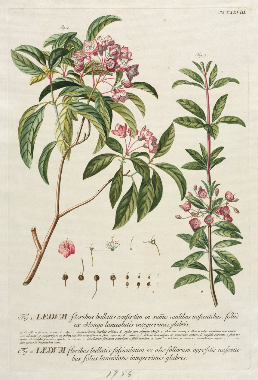 Plantae Selectae : No. 38 - Georg Dionysius Ehret