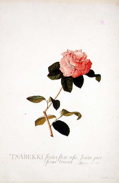 Rosa Tsabekki - Georg Dionysius Ehret