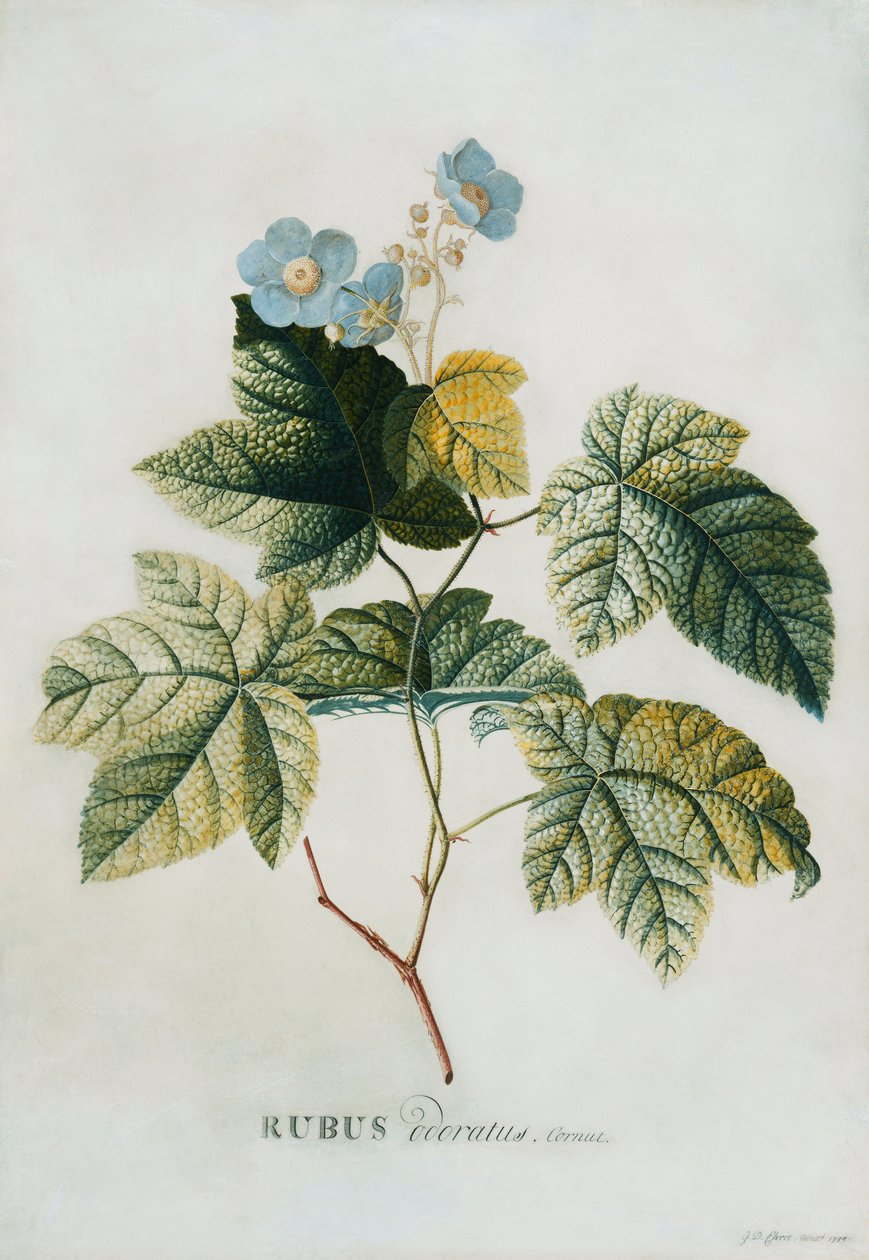 Rubus - Georg Dionysius Ehret