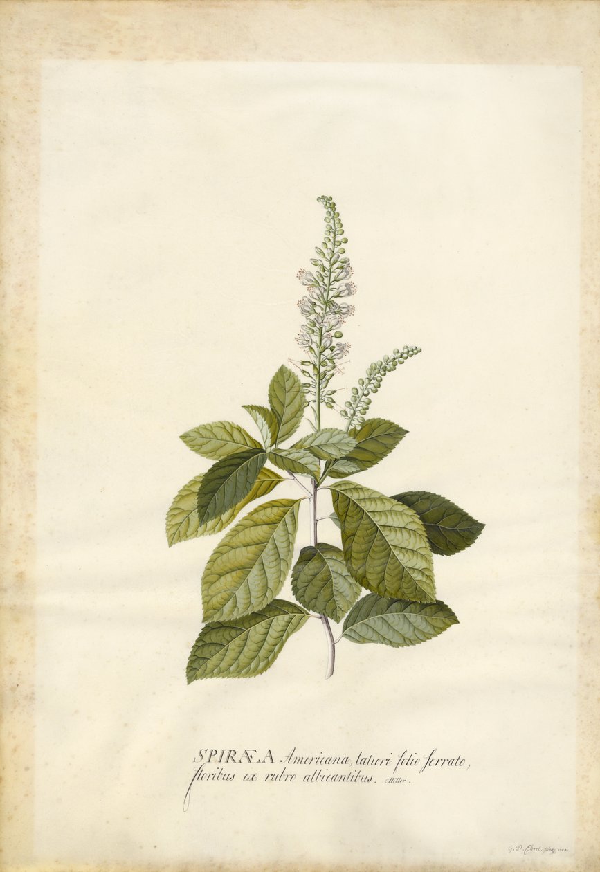 Spiraea - Georg Dionysius Ehret