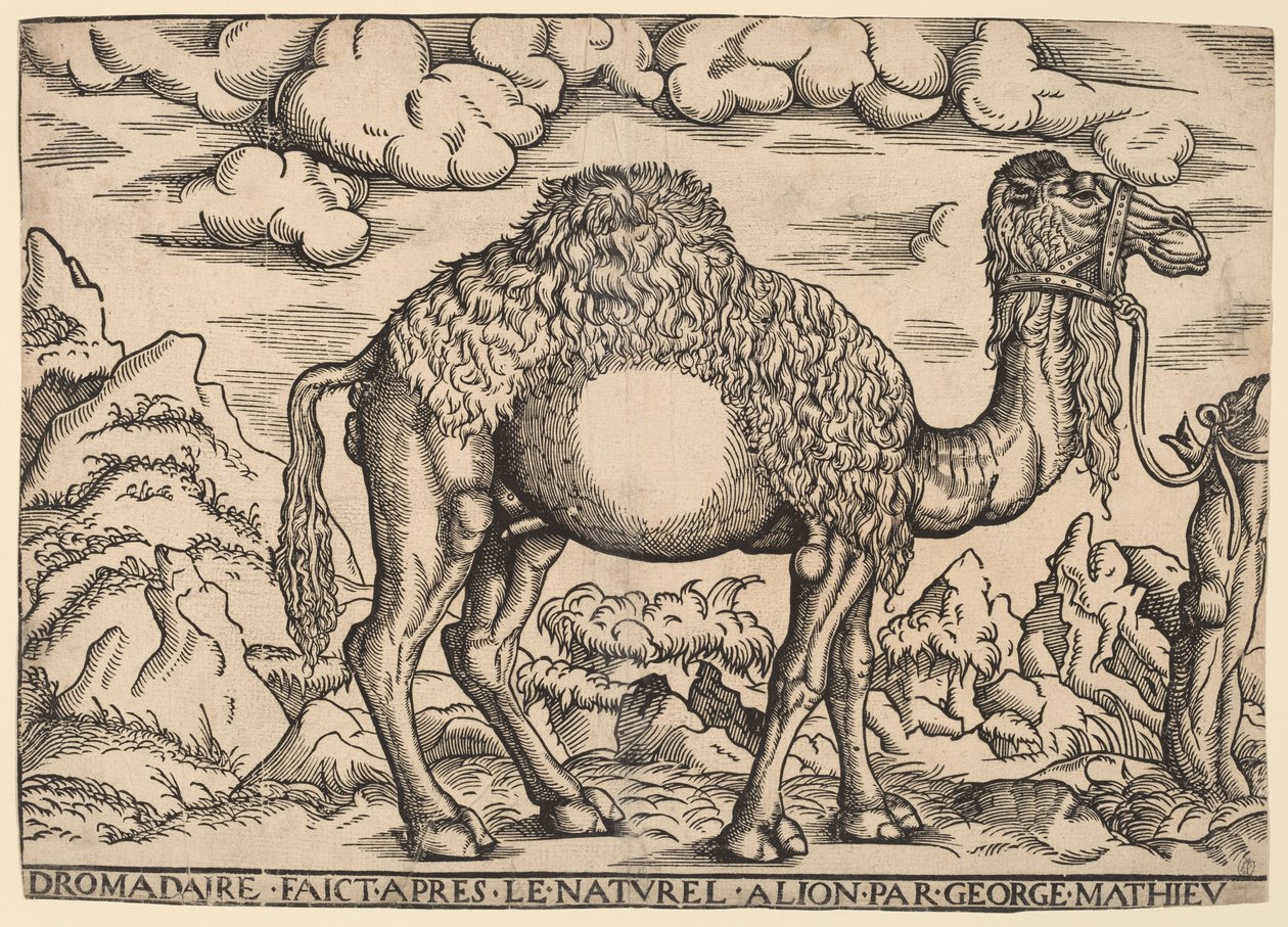 Un dromadaire - Georg Mattheus