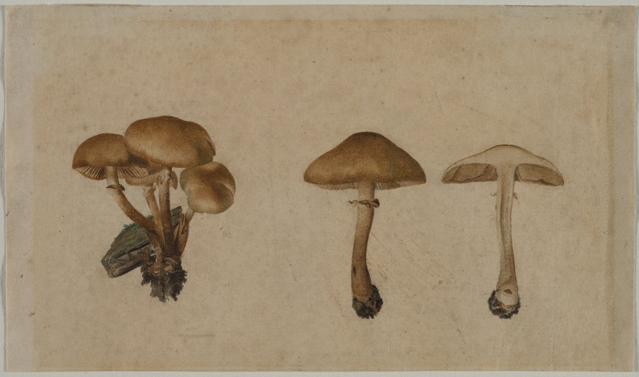 Champignons, 1751 - Georg Wilhelm Baurenfeind