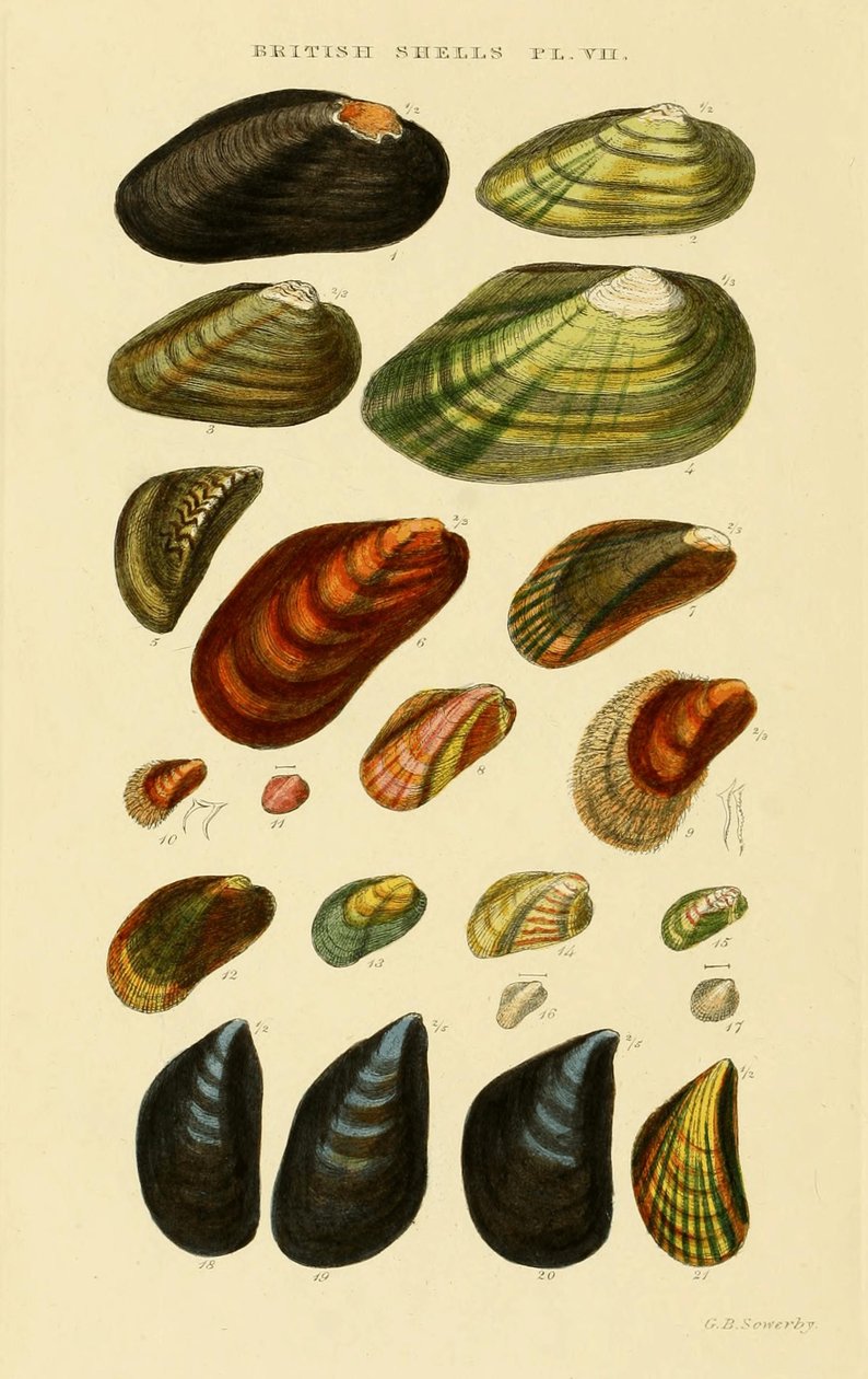 Index illustré des coquillages britanniques - George Brettingham Sowerby