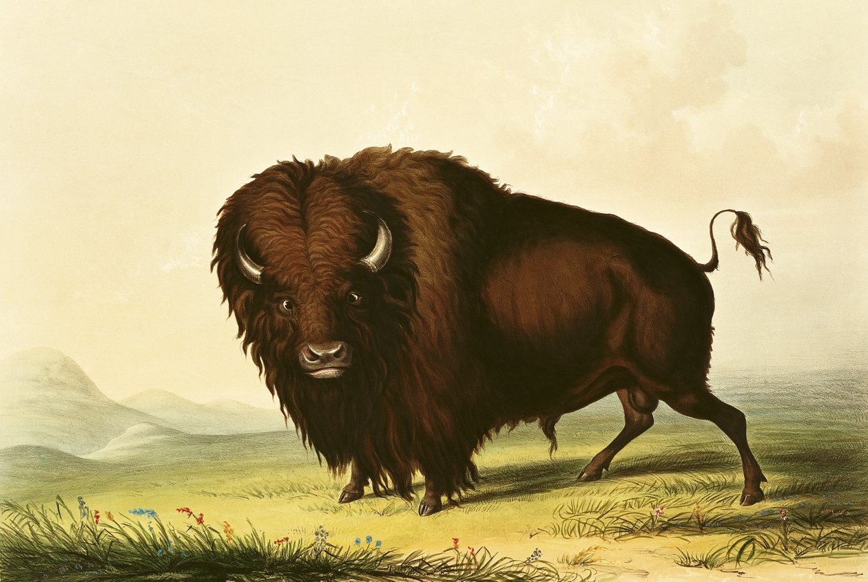 Un bison, vers 1832 - George Catlin