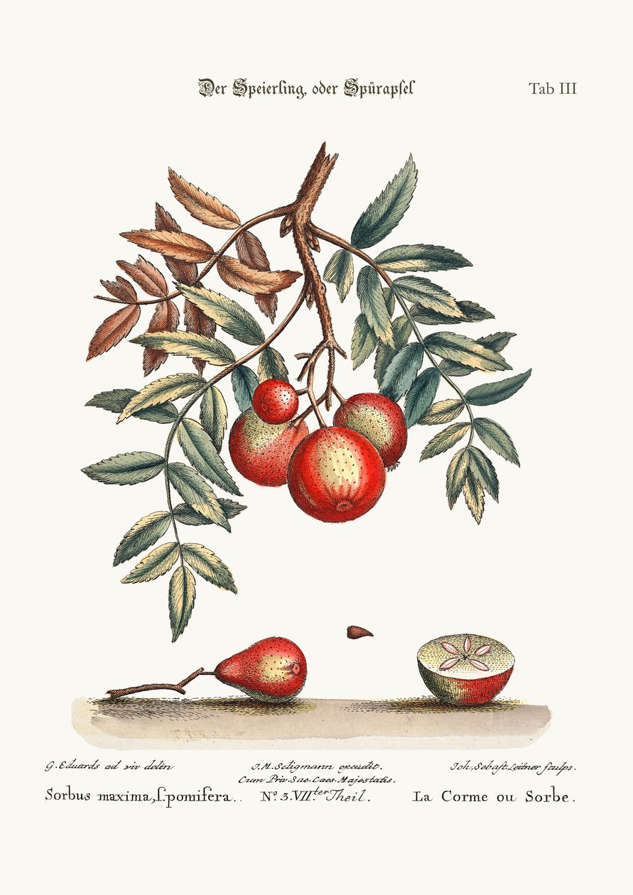 Le Service de la Pomme, 1749-73 - George Edwards