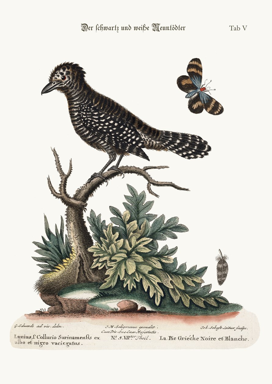 Le Butcher-Bird noir et blanc, 1749-73 - George Edwards