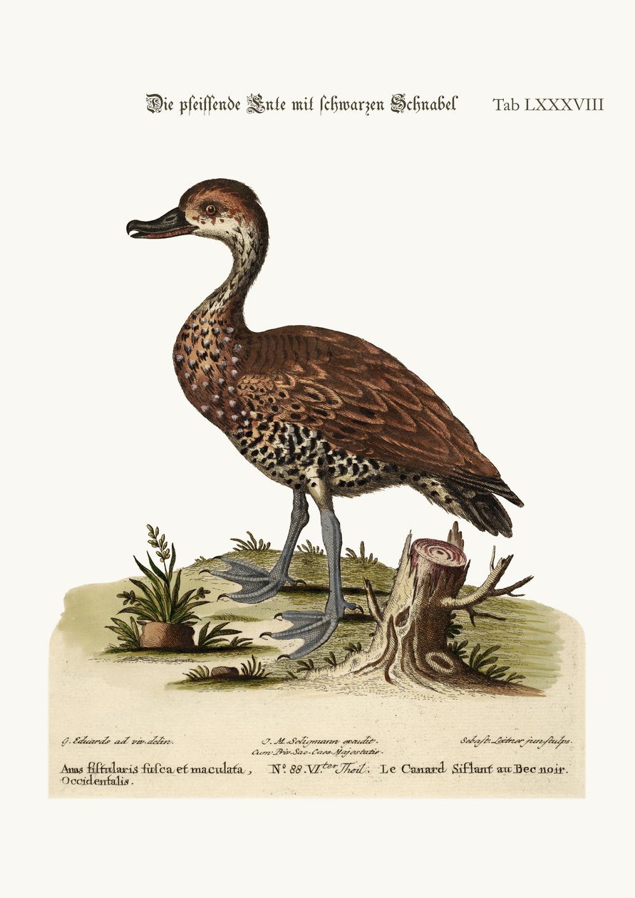 Le canard siffleur à bec noir - George Edwards