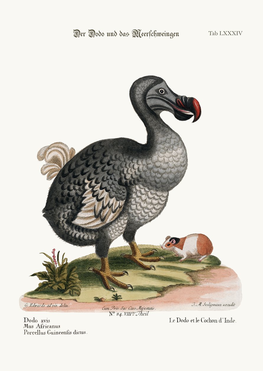 Le dodo et le cochon d