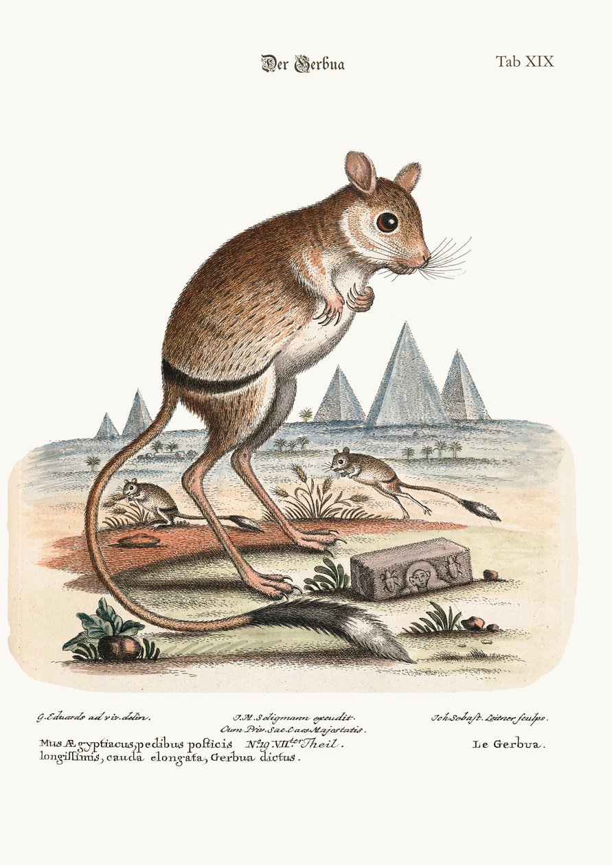 Le Gerbua, 1749-73 - George Edwards