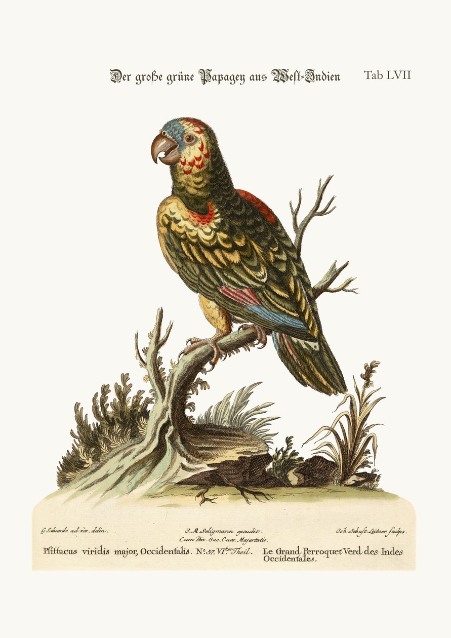 Le Grand Perroquet Vert, des Antilles, 1749-73 - George Edwards