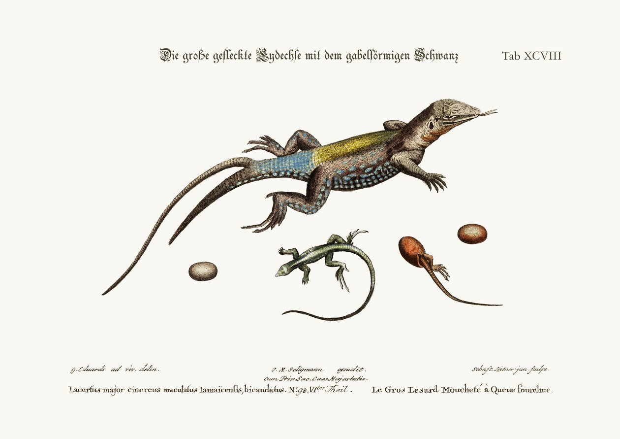 Le Grand Lézard Tacheté à Queue Fourchue, 1749-73 - George Edwards
