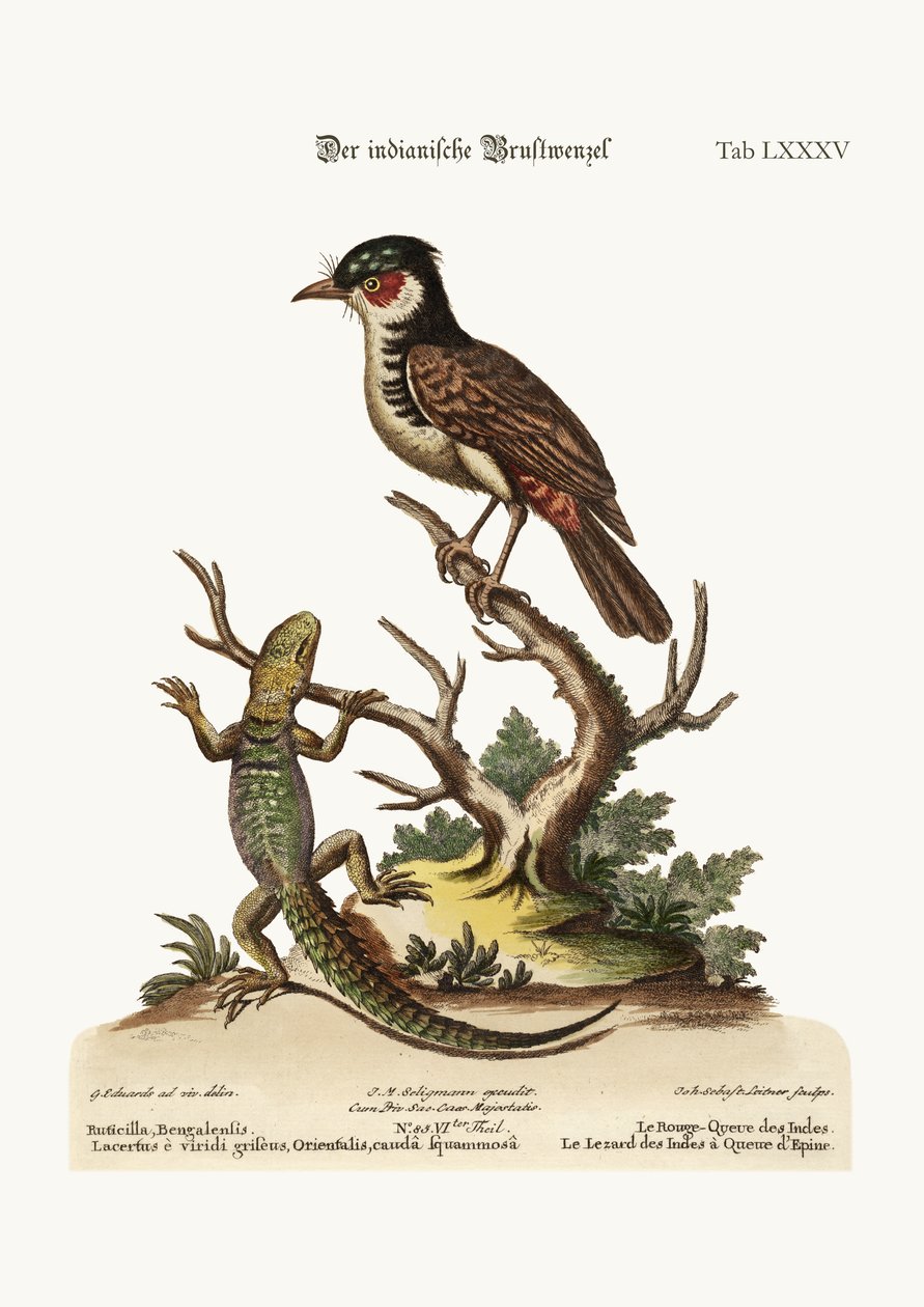 Le Rougequeue indien. Le Lézard indien à queue épineuse - George Edwards