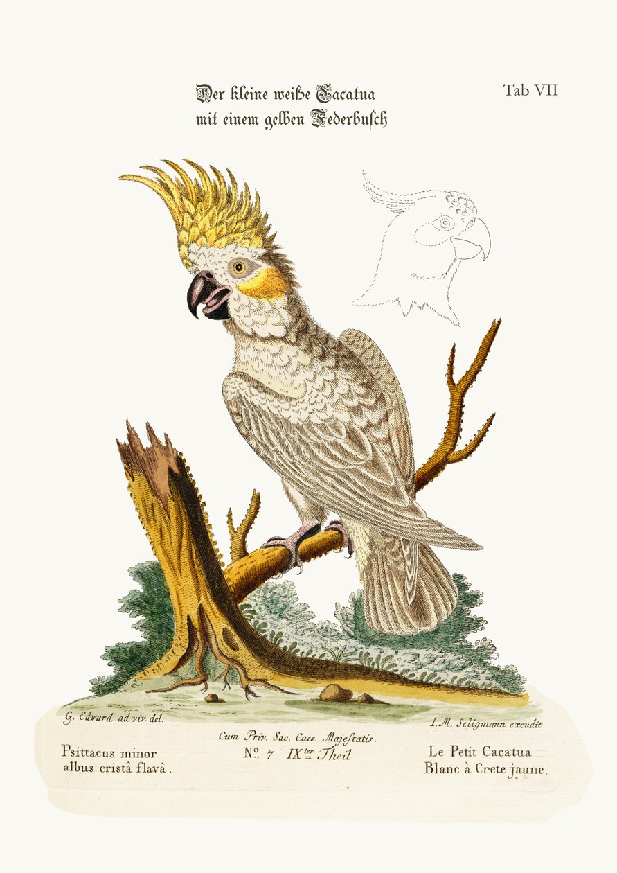 Le petit cacatoès blanc à crête jaune, 1749-73 - George Edwards
