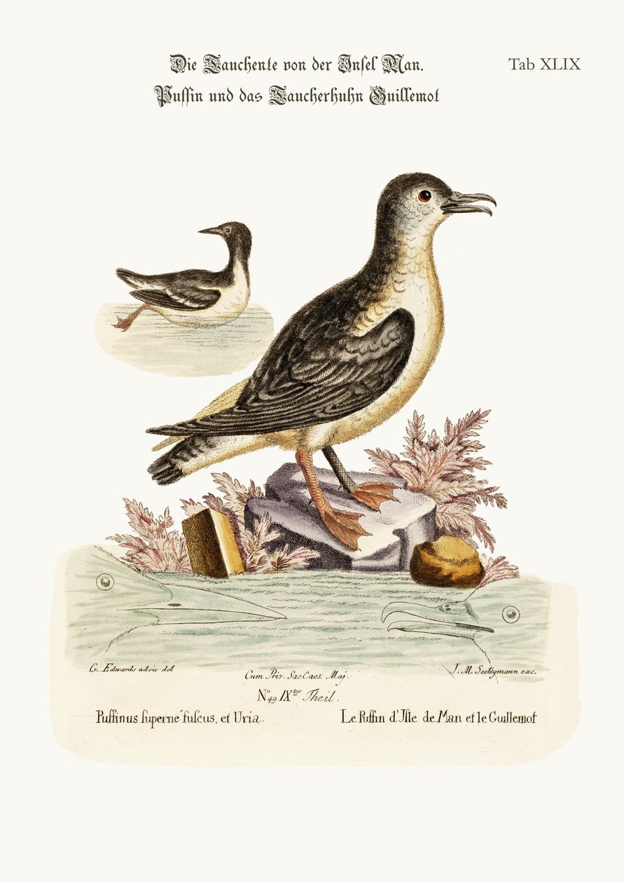 Le macareux de l