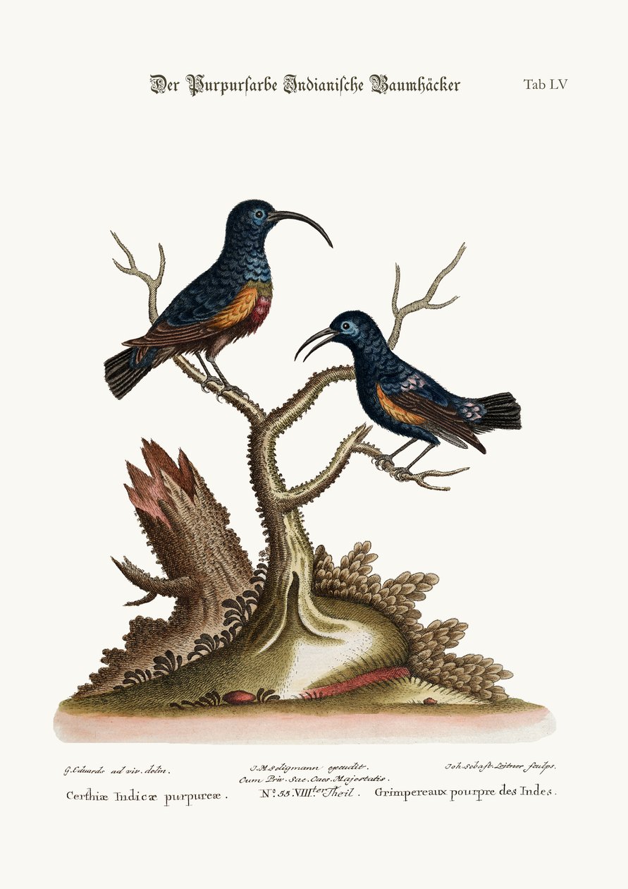 Les lianes indiennes pourpres, 1749-73 - George Edwards