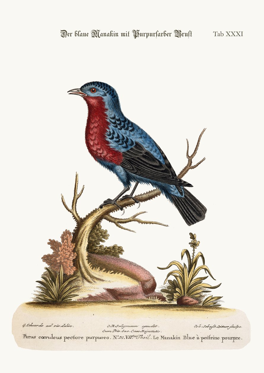 Le Manakin à poitrine violette, 1749-73 - George Edwards