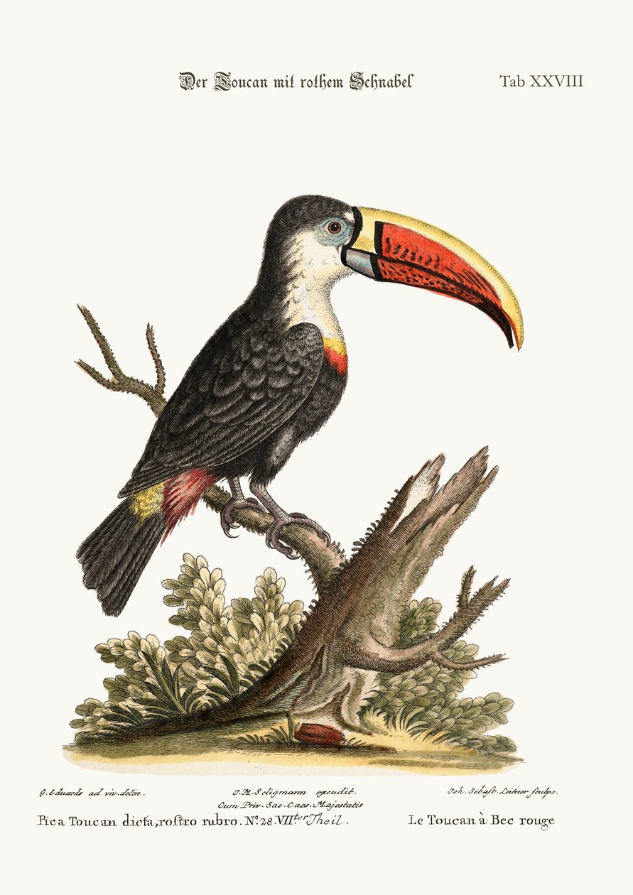 Le toucan à bec rouge, 1749-73 - George Edwards