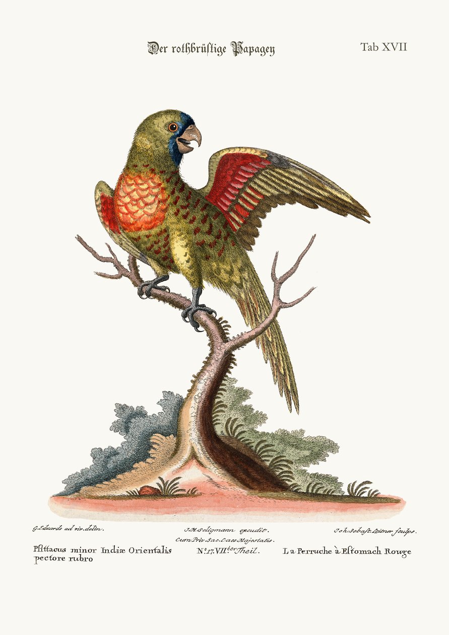 La Perruche à poitrine rouge, 1749-73 - George Edwards