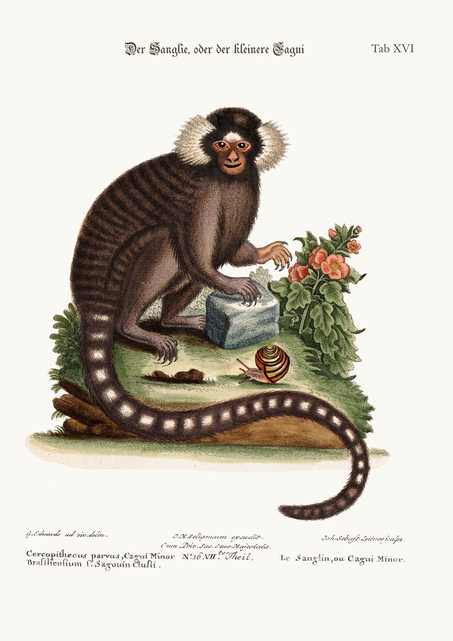 Le Sanglin, ou Cagui mineur, 1749-73 - George Edwards