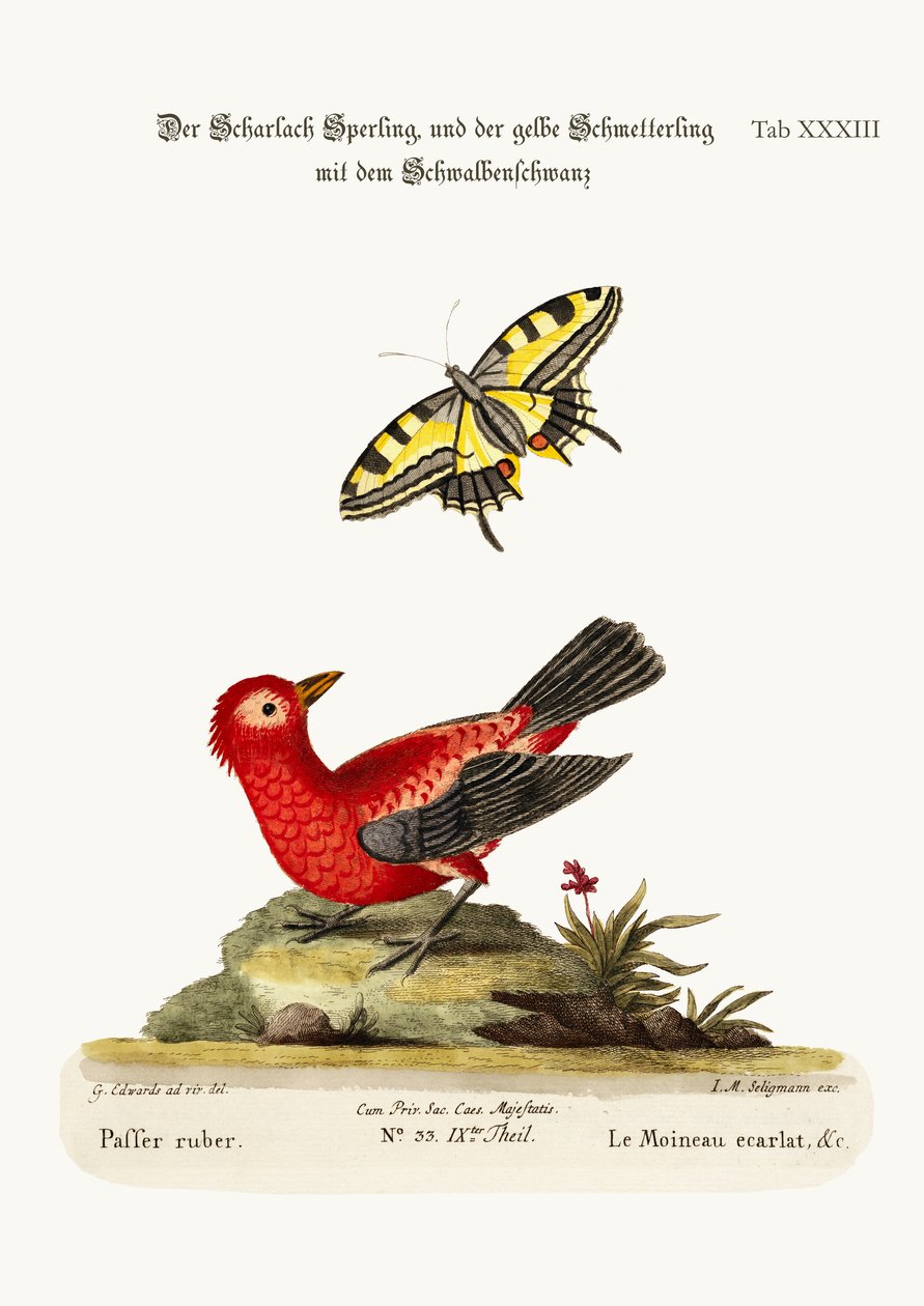 Le Moineau Écarlate et le Papillon à Queue Jaune - George Edwards