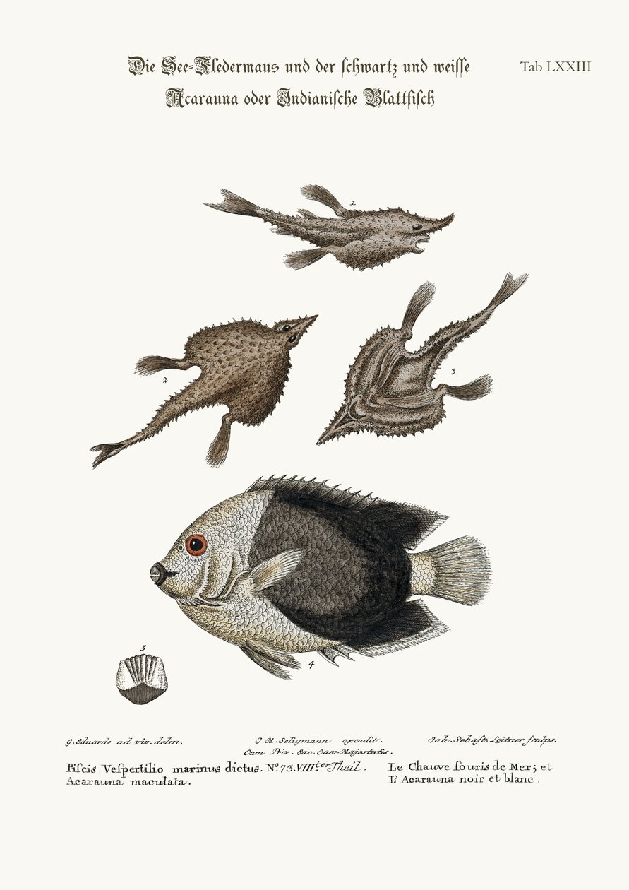 La chauve-souris de mer et le Pyed Acarauna, 1749-73 - George Edwards
