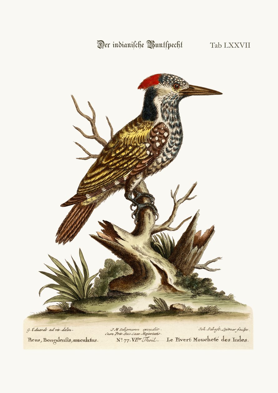 Le Pic indien tacheté, 1749-73 - George Edwards