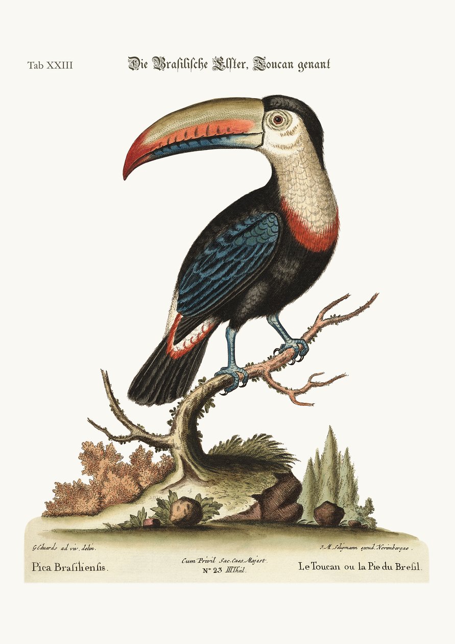 Le Toucan ou Pye brésilien, 1749-73 - George Edwards