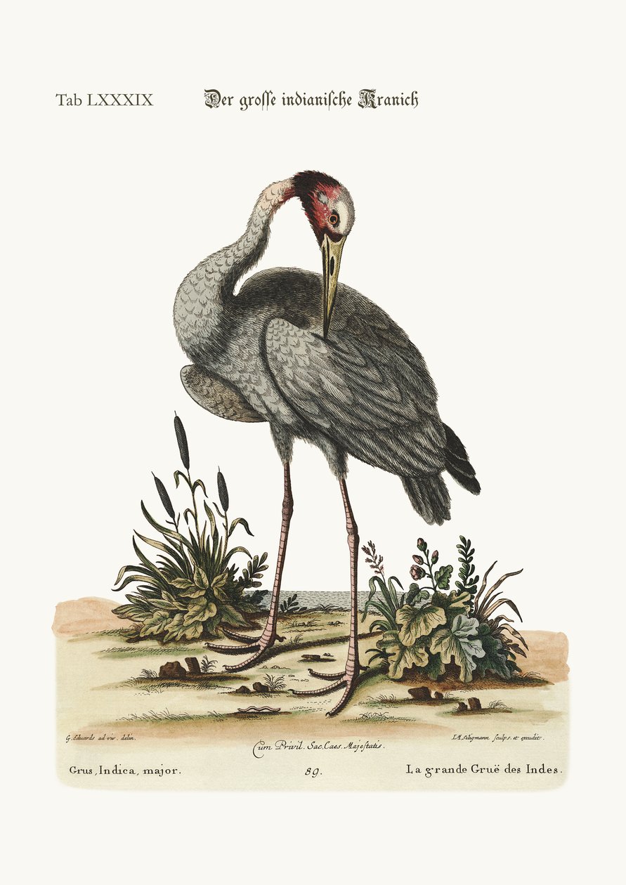 La grande grue indienne, 1749-73 - George Edwards