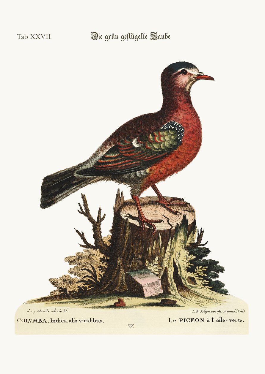 La colombe à ailes vertes, 1749-73 - George Edwards