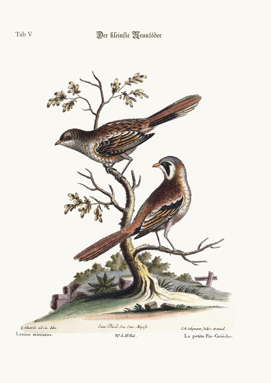 Le plus petit Butcher-Bird, 1749-73 - George Edwards