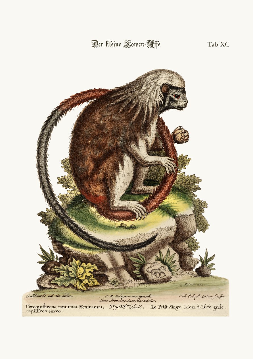 Le petit singe-lion, 1749-73 - George Edwards