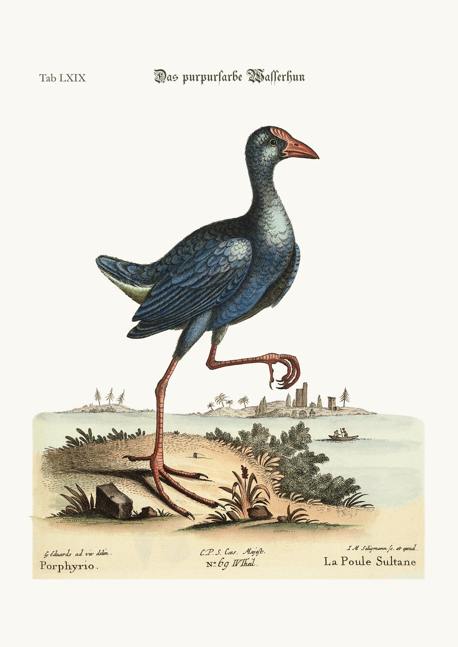 La Poule d