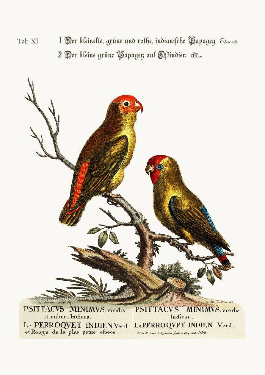 Le plus petit perroquet vert et rouge indien. Le petit perroquet vert de l
