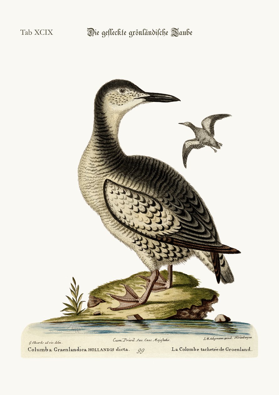 La colombe tachetée du Groenland, 1749-73 - George Edwards