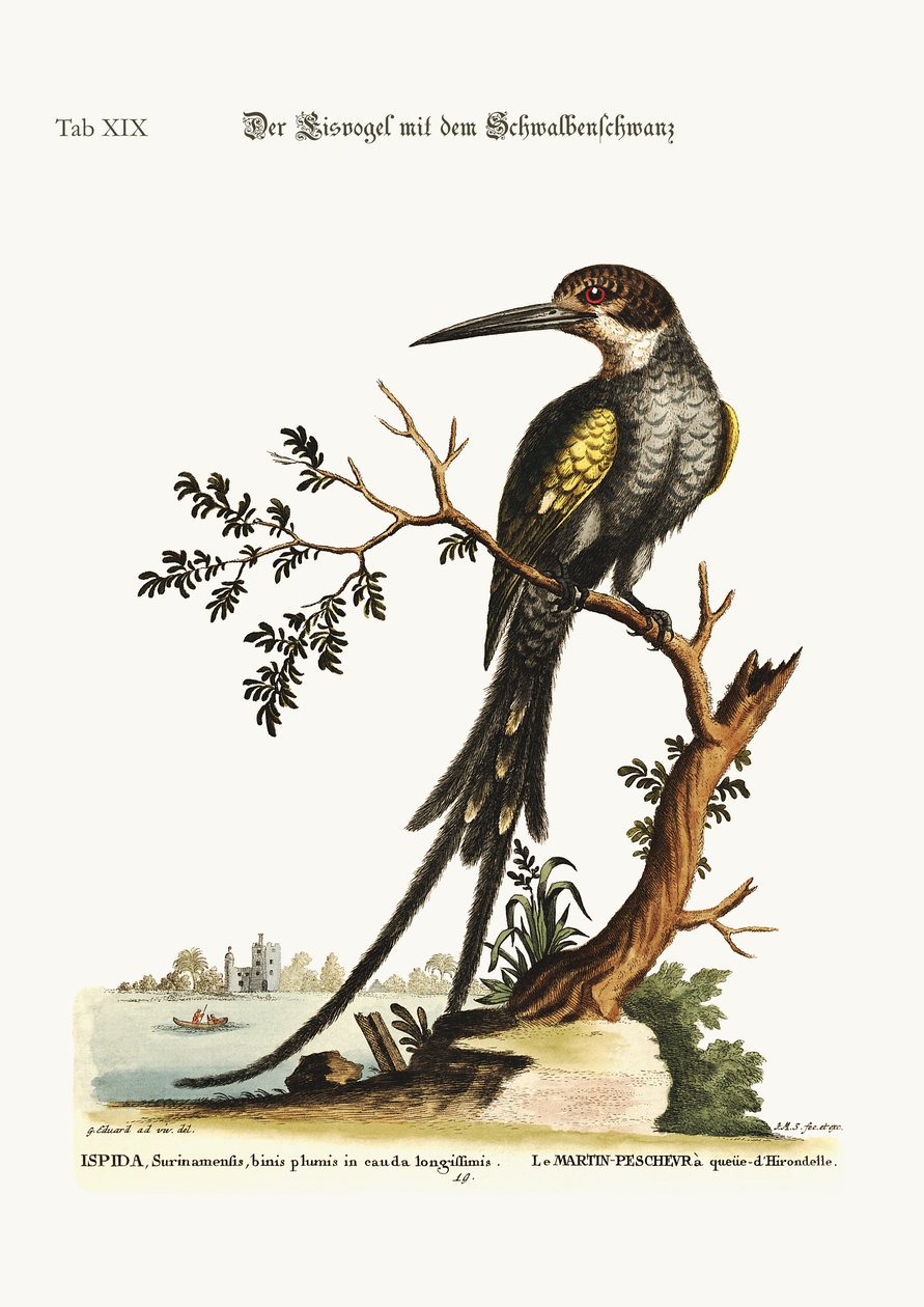 Le Martin-pêcheur à Queue Fourchue - George Edwards